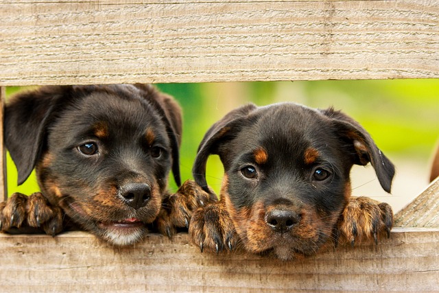 2 rottweiler pups