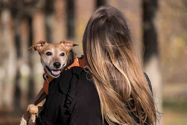 happy-pet-dog.jpg